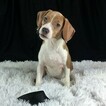 Small Photo #7 Beagle Puppy For Sale in CHATTANOOGA, TN, USA