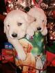 Small Photo #3 Golden Retriever Puppy For Sale in GARDEN CITY, CO, USA