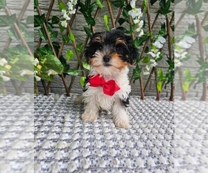 Yorkshire Terrier Puppy for sale in INDIANAPOLIS, IN, USA