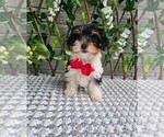 Image preview for Ad Listing. Nickname: Milo