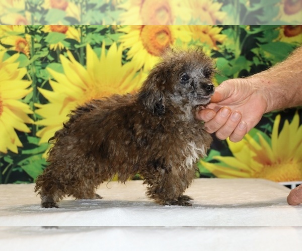 Medium Photo #1 Poodle (Toy) Puppy For Sale in DYERSBURG, TN, USA