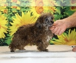 Spirit - Male Poodle (Toy) Puppy for Sale - Small photo