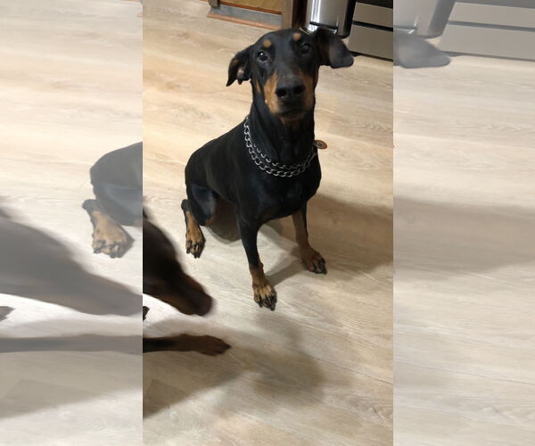 Medium Photo #13 Doberman Pinscher Puppy For Sale in Minneaoplis, MN, USA
