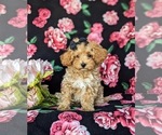 Small Photo #4 Poodle (Miniature) Puppy For Sale in LEOLA, PA, USA