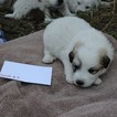 Puppy 5 Great Pyrenees