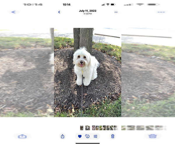 Medium Photo #1 Tibetan Terrier Puppy For Sale in ALEXANDRIA, VA, USA