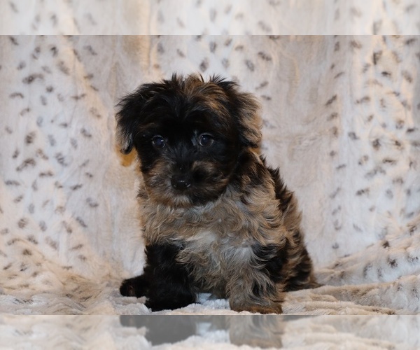 Medium Photo #17 Yorkiepoo mix (+ Poodle Toy) Puppy For Sale in DYERSBURG, TN, USA