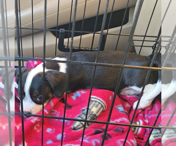 Medium Photo #1 French Bull Weiner Puppy For Sale in Claremore, OK, USA