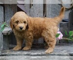 Small Photo #3 Goldendoodle (Miniature) Puppy For Sale in FREDERICKSBG, OH, USA