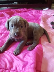 Labrador Retriever Puppy for sale in INMAN, SC, USA