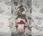 Small Photo #6 Olde English Bulldogge Puppy For Sale in GREENCASTLE, PA, USA