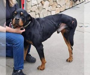 Rottweiler-Unknown Mix Dogs for adoption in Sacramento, CA, USA