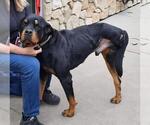 Small Rottweiler Mix
