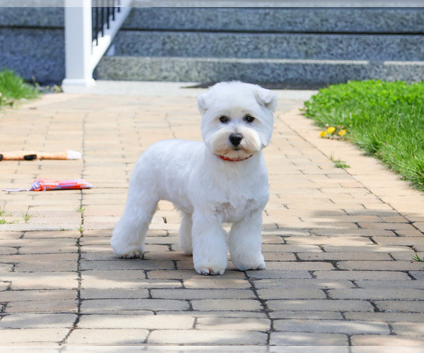 Medium Photo #5 West Highland White Terrier Puppy For Sale in SYRACUSE, IN, USA