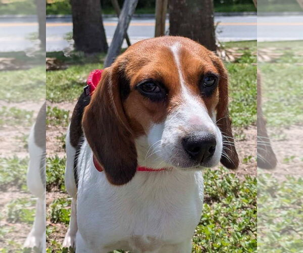 Medium Photo #5 Beagle Puppy For Sale in Dunnellon, FL, USA