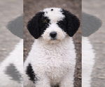 Puppy Poppy Bernedoodle