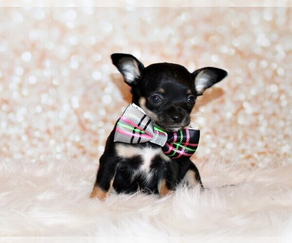Medium Photo #6 Chihuahua Puppy For Sale in CHARLESTON, AR, USA