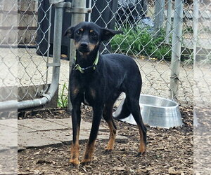 Delmar - Male Miniature Pinscher Dog for Adoption - Photo #6