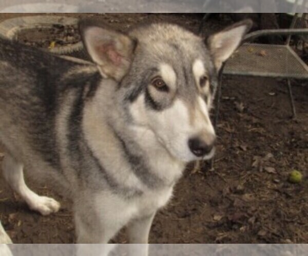 Medium Photo #1 Wolf Hybrid Puppy For Sale in BECKLEY, WV, USA