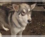 Small Wolf Hybrid