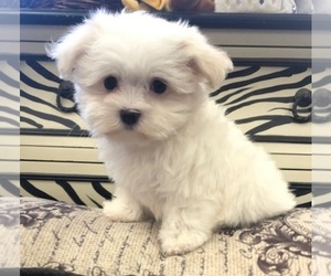 Maltese Puppy for sale in BROOKLYN, NY, USA