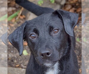 Border Collie-Unknown Mix Dogs for adoption in Huntley, IL, USA