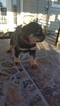 Small Photo #11 Rottweiler Puppy For Sale in RANCHO CORDOVA, CA, USA