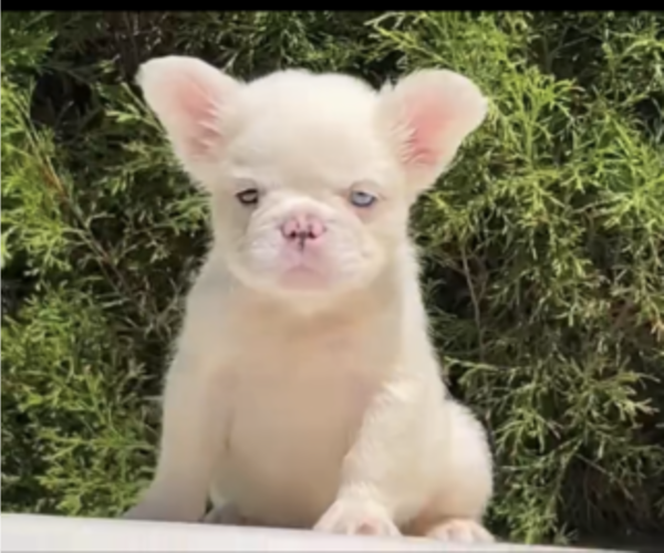 Medium Photo #13 French Bulldog Puppy For Sale in BERKELEY, CA, USA