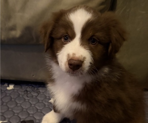 Medium Photo #2 Miniature American Shepherd Puppy For Sale in HURT, VA, USA