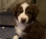Small #1 Miniature American Shepherd