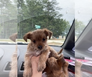 Biewer Yorkie Puppy for Sale in CHARLOTTE, North Carolina USA