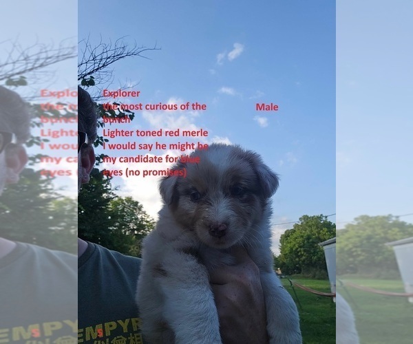 Medium Photo #12 Australian Shepherd Puppy For Sale in FLEMINGSBURG, KY, USA