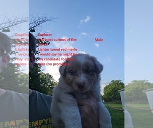 Medium Australian Shepherd