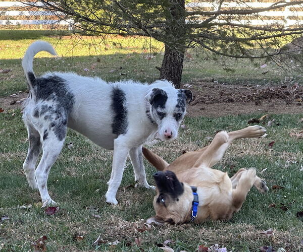 Medium Photo #3 Mountain Cur-Unknown Mix Puppy For Sale in Harrisburg, PA, USA