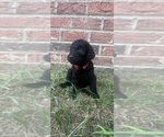 Puppy Red collar Labradoodle