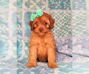 Cock-A-Poo Puppy for sale in BIRD IN HAND, PA, USA