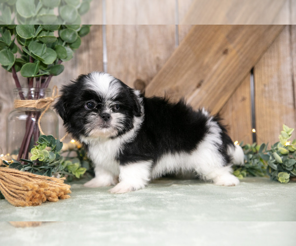 Medium Photo #6 Shih Tzu Puppy For Sale in GREENWICH, OH, USA
