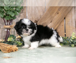 Small Photo #6 Shih Tzu Puppy For Sale in GREENWICH, OH, USA