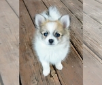 Puppy Kai Pomeranian