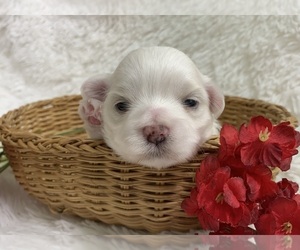 Maltese Puppy for Sale in WINSLOW, Arkansas USA