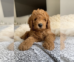 Goldendoodle-Poodle (Toy) Mix Puppy for sale in DECORAH, IA, USA