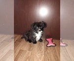Puppy Ace Poodle (Toy)-Yorkshire Terrier Mix