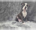 Small #1 Boston Terrier