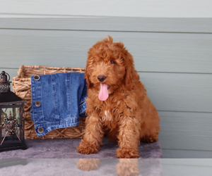 Goldendoodle Puppy for sale in ITASCA, TX, USA