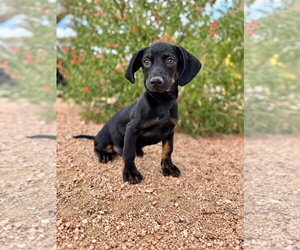 Pablo - Male Dachshund-Unknown Mix Dog for Adoption - Photo #3