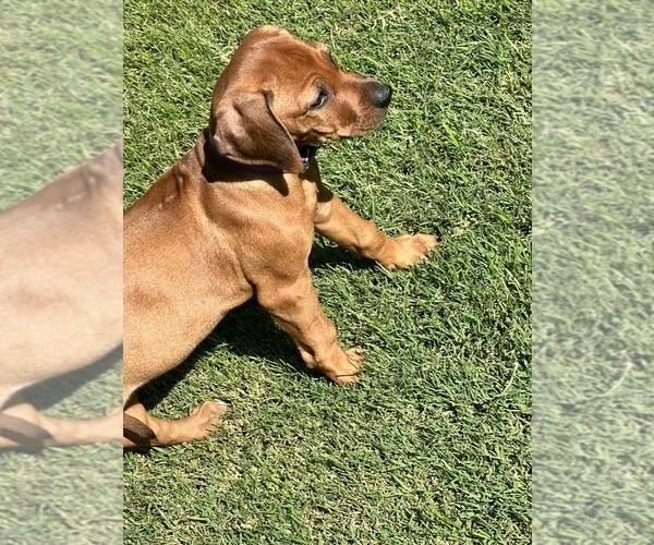 Medium Photo #4 Rhodesian Ridgeback Puppy For Sale in SURPRISE, AZ, USA