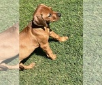 Small Photo #11 Rhodesian Ridgeback Puppy For Sale in SURPRISE, AZ, USA