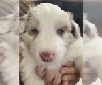 Small Photo #7 Border-Aussie Puppy For Sale in ANTELOPE, CA, USA