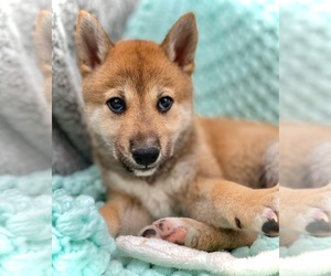 Shiba Inu Puppy for sale in COLORADO SPRINGS, CO, USA