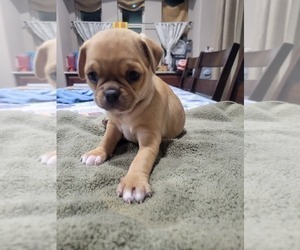 Frenchie Pug Puppy for sale in NORTH RICHLAND HILLS, TX, USA